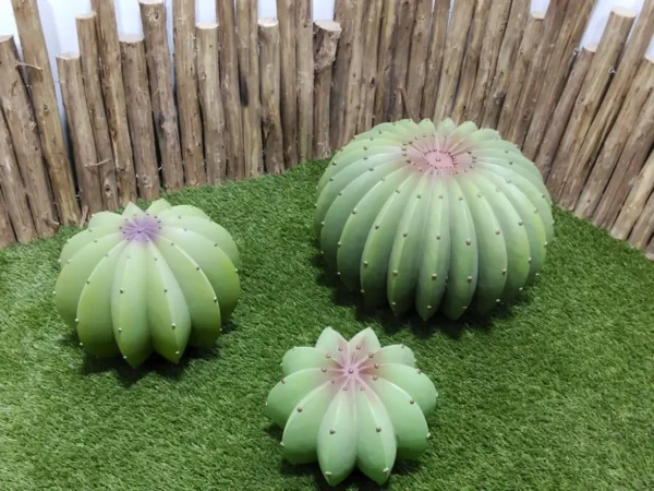 Cactus boule