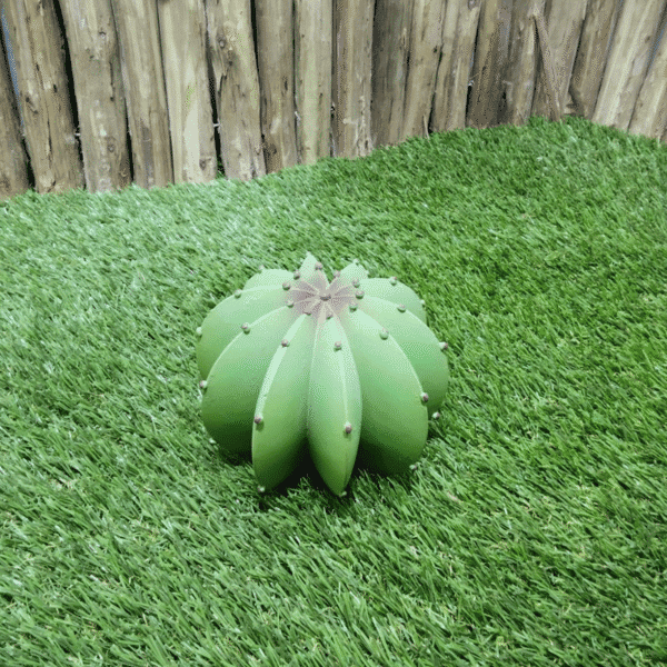 Cactus vert clair décoratif