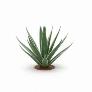 Plante d’agave décorative