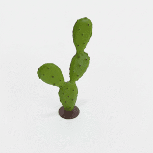 petit cactus