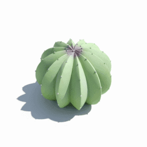 Cactus vert clair décoratif