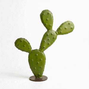 petit cactus