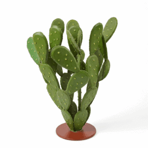 Petit Cactus Azzan