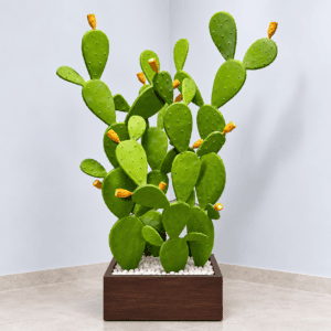 Grande Cactus